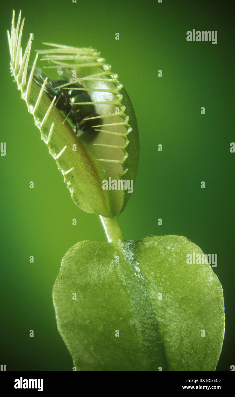 A fly caught in a Venus Flytrap, Dionaea muscipula, where it will be digested and the nutrients absorbed by the plant Stock Photo