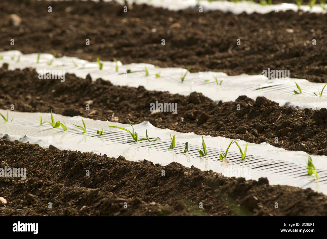 Plastic sheeting on young shoots in a field Stock Photo Alamy
