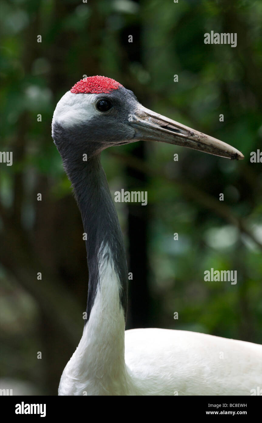 Manchurian Crane Nashville Zoo at Grassmere Tennessee Stock Photo Alamy