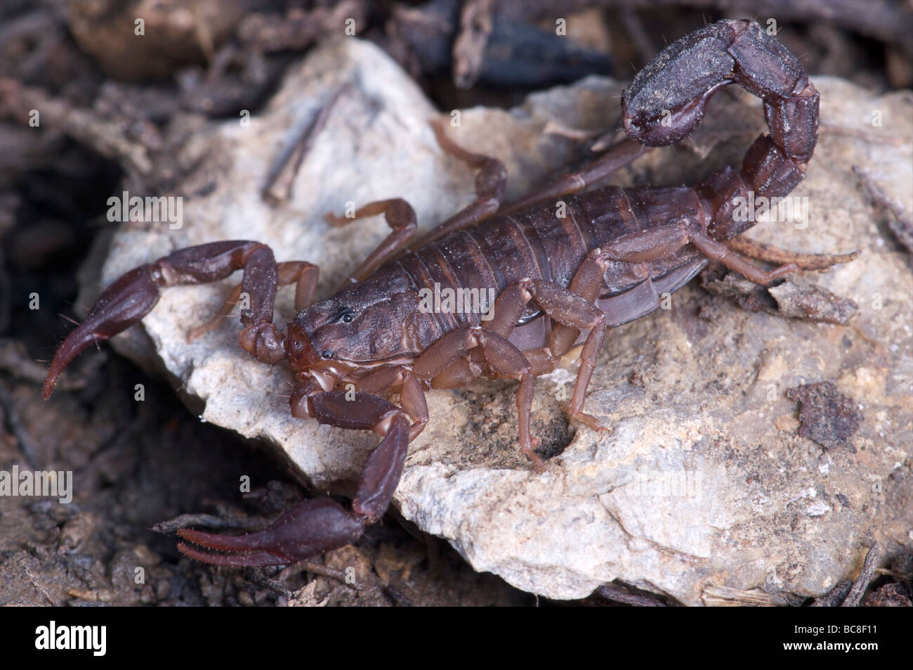 Scorpion Flat Rock Cedar Glade State Natural Area Tennessee Stock Photo