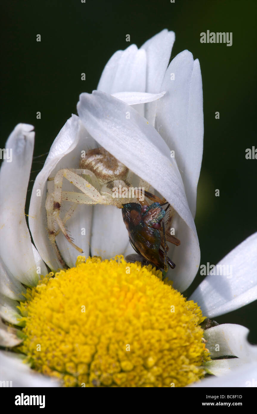 Crab Spider eating bug on Daisy Flat Rock Cedar Glade State Natural Area Tennessee Stock Photo