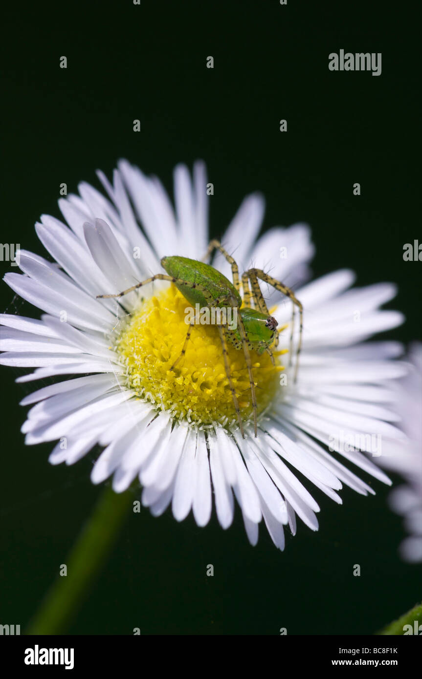 Green Lynx Spider on Daisy Fleabane Flower Flat Rock Cedar Glade State Natural Area Tennessee Stock Photo