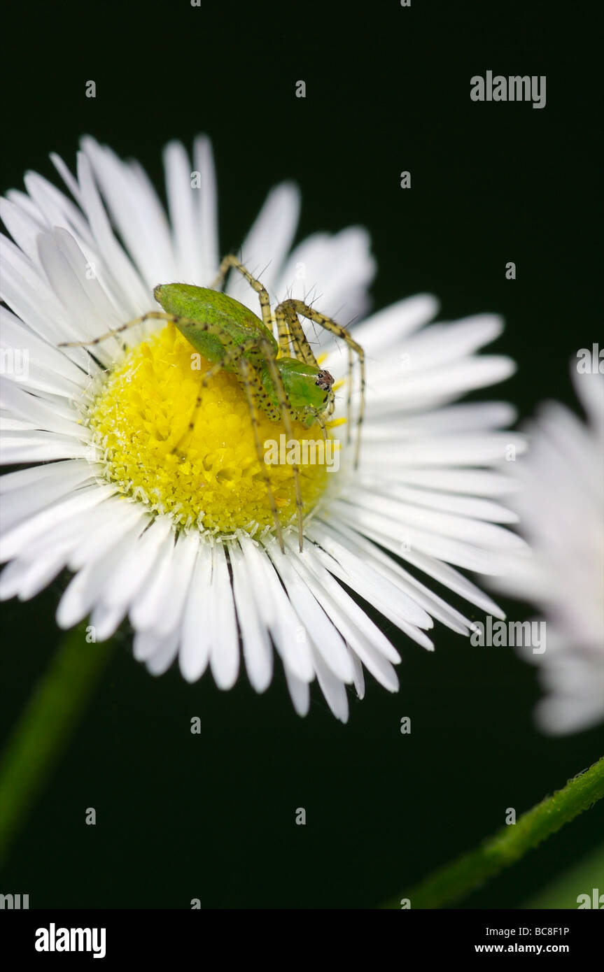 Green Lynx Spider on Daisy Fleabane Flower Flat Rock Cedar Glade State Natural Area Tennessee Stock Photo