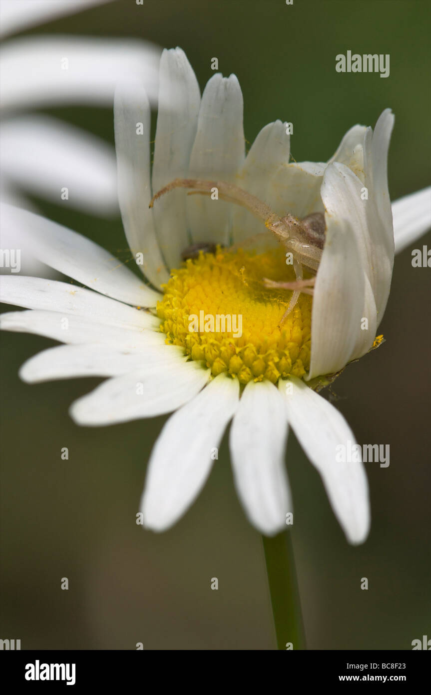 Crab Spider on Daisy Flat Rock Cedar Glade State Natural Area Tennessee Stock Photo Alamy