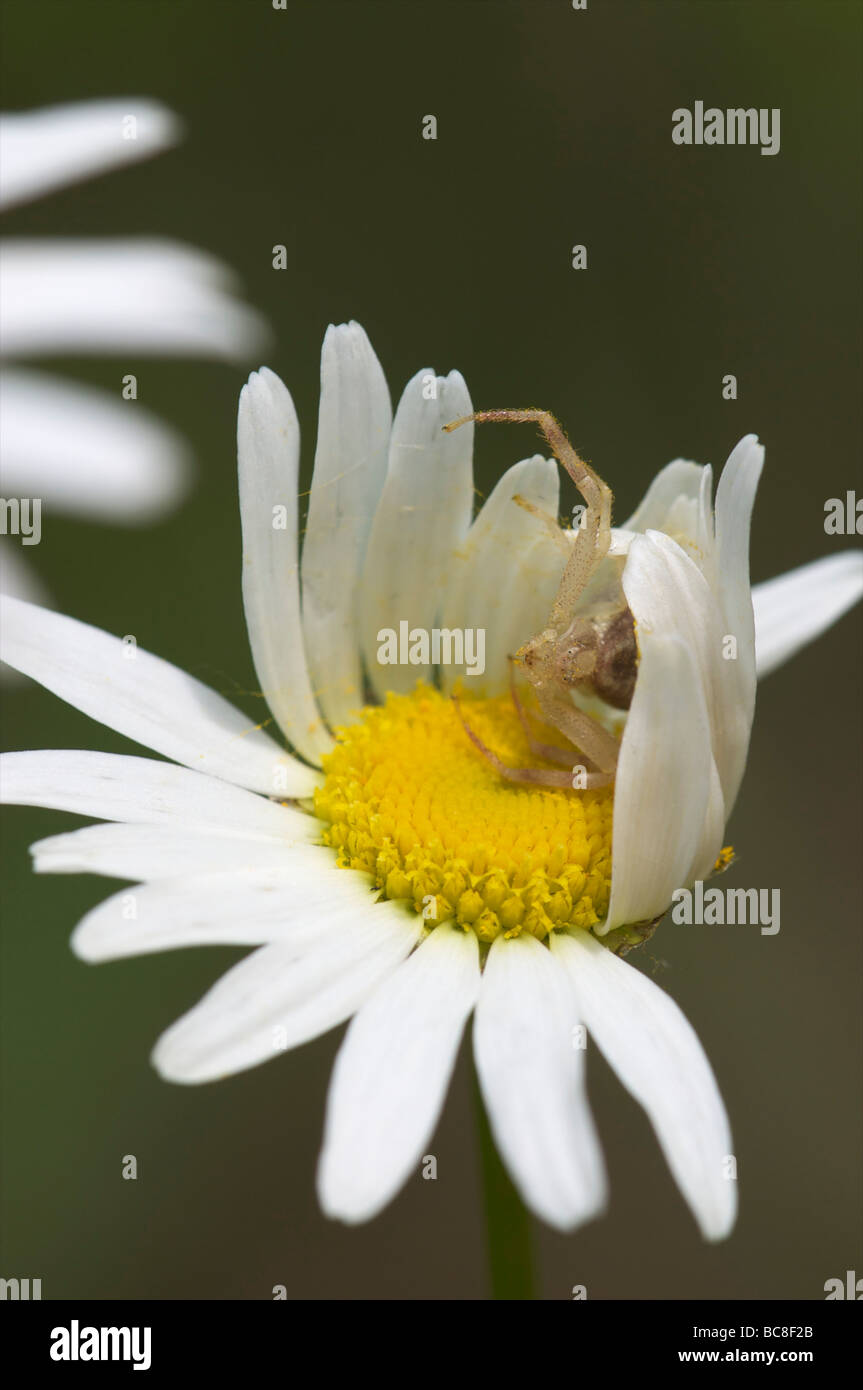 Crab Spider on Daisy Flat Rock Cedar Glade State Natural Area Tennessee Stock Photo