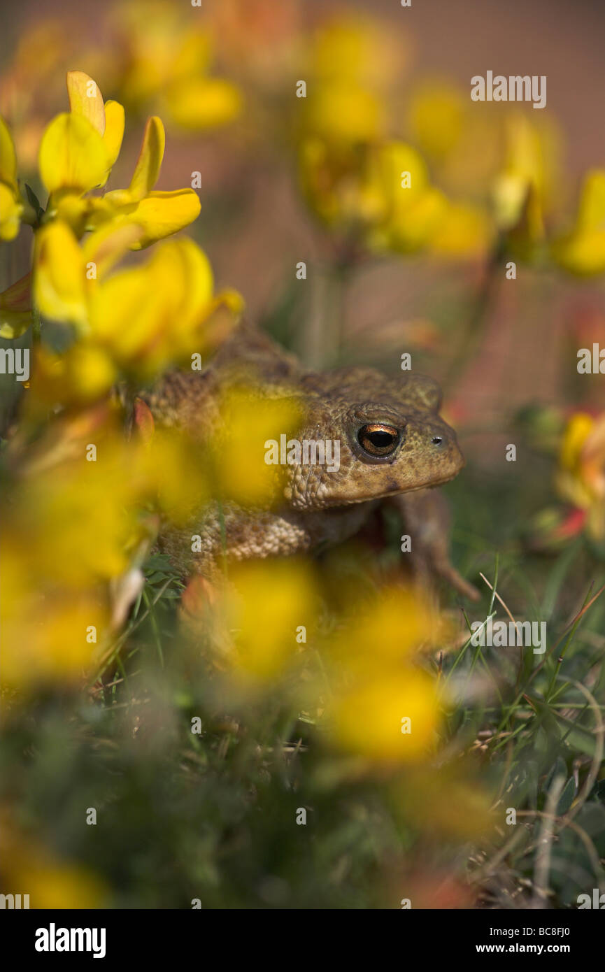 Common Toad Bufo bufo amongst Common Bird's-foot-trefoil on grassland at Priddy Mineries, Somerset in June. Stock Photo