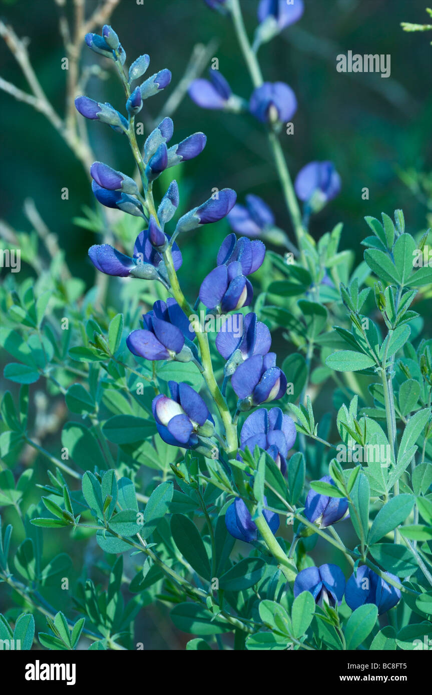 False wild indigo hires stock photography and images Alamy