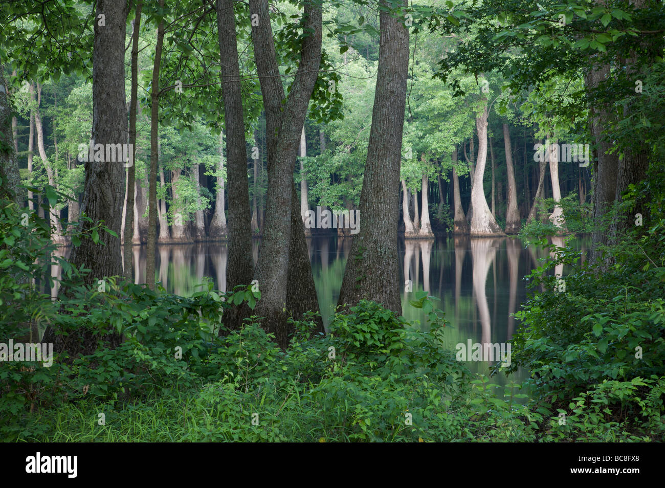 Dense forest of Old Growth Cypress trees in the water Hickson Lake Dagmar Wildlife Manangement Area Arkansas Stock Photo