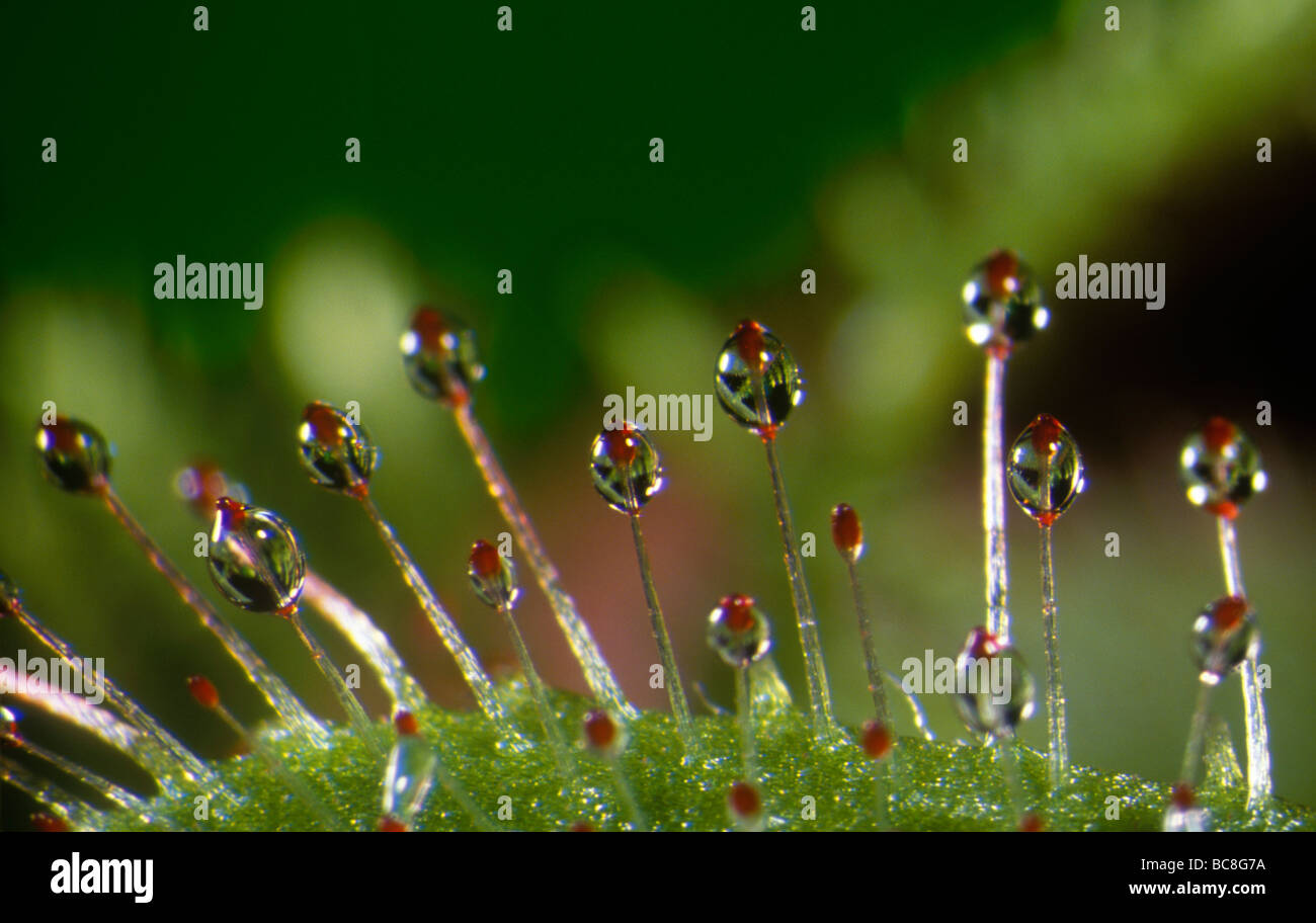 Common Sundew, Drosera spatula - close up of sticky hairs on leaves that trap insects Stock Photo