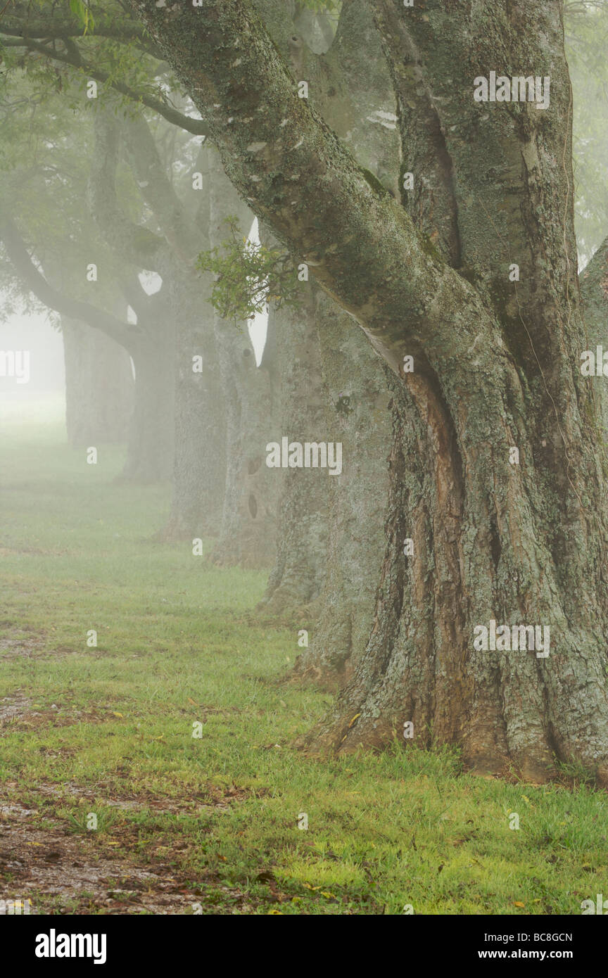 Row of Trees shrouded in Fog Stock Photo - Alamy