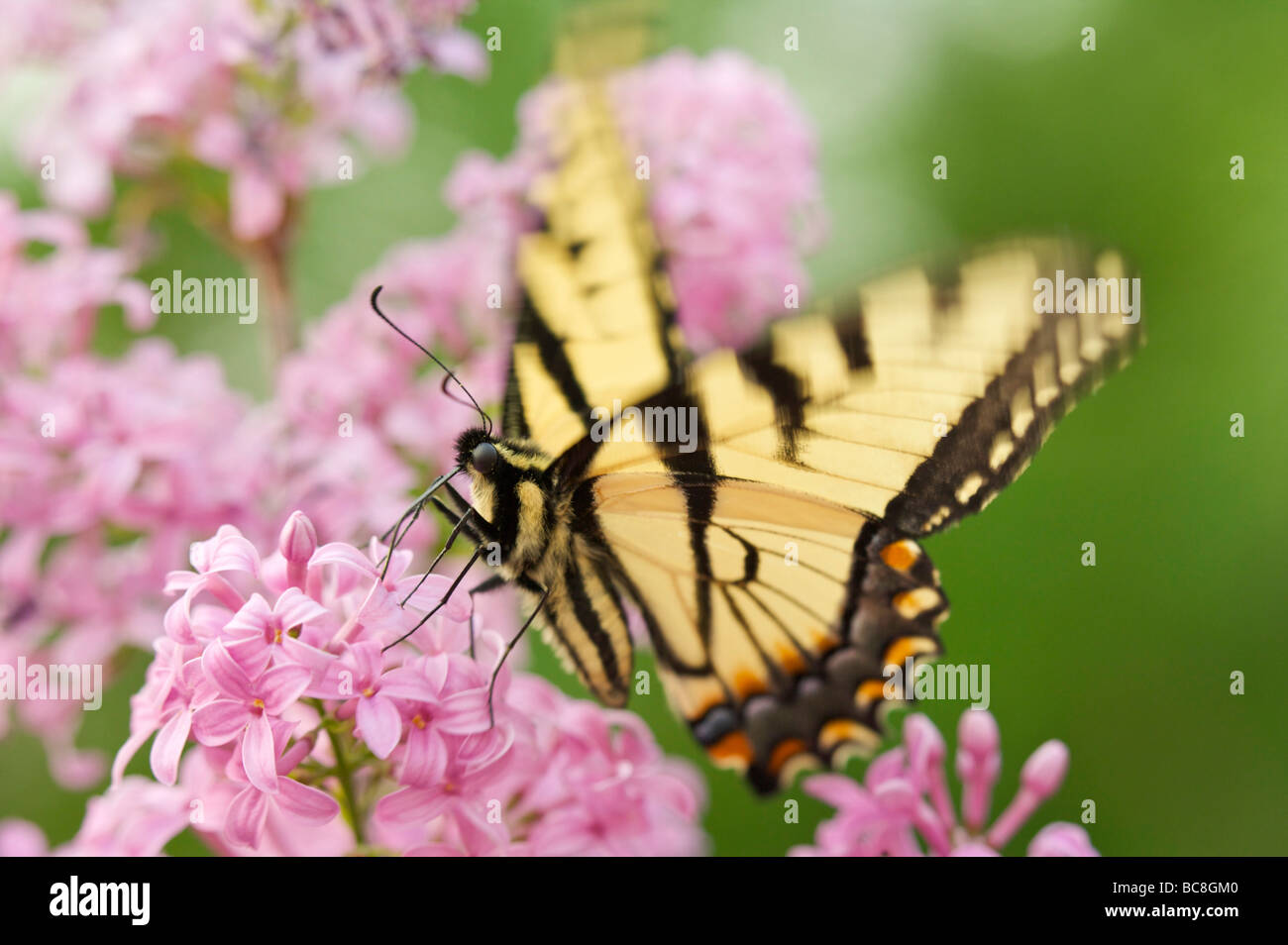Tiger Swallowtail butterfly on Lilac blossoms and flowers Stock Photo