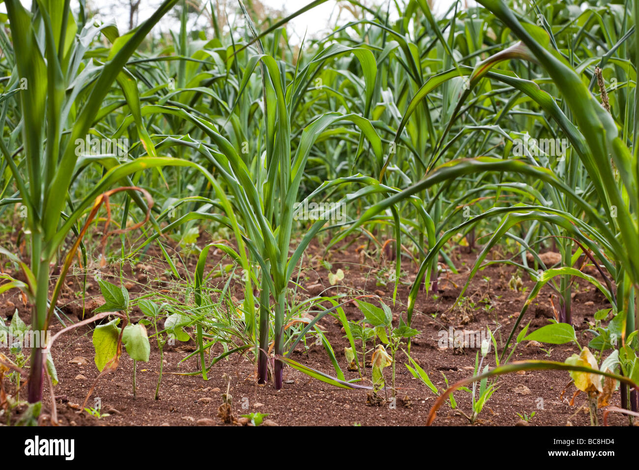 Intercropping hi-res stock photography and images - Alamy