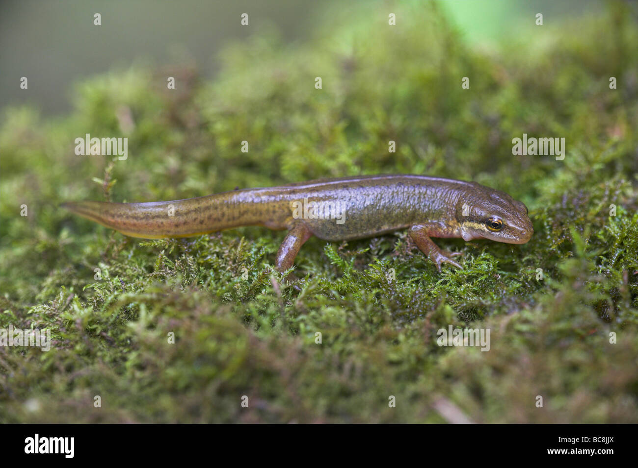 Palmate Newt Lissotriton helveticus on moss at Stock Hill, Somerset in June. Stock Photo