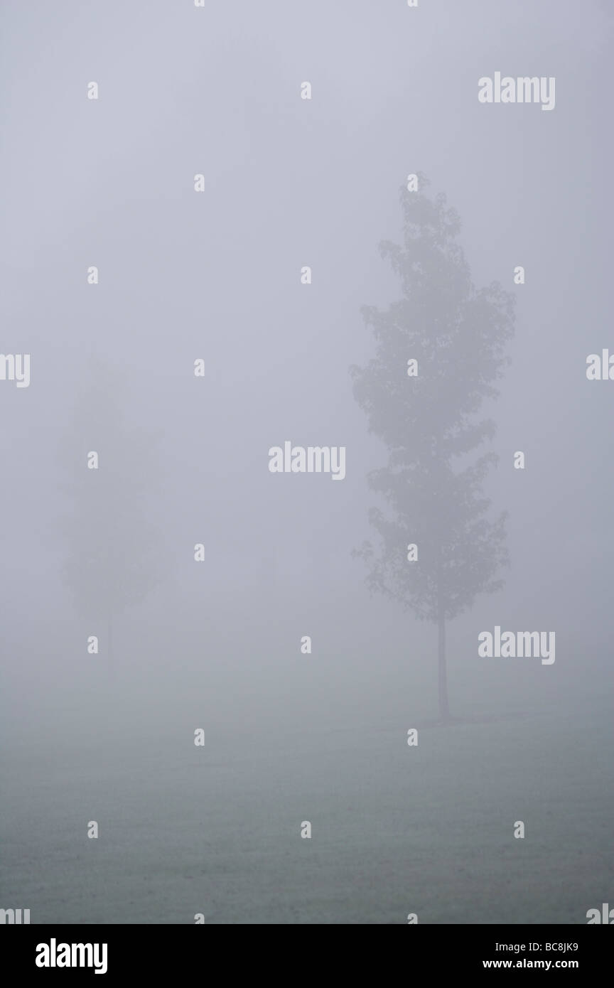 Trees shrouded in Fog Stock Photo - Alamy