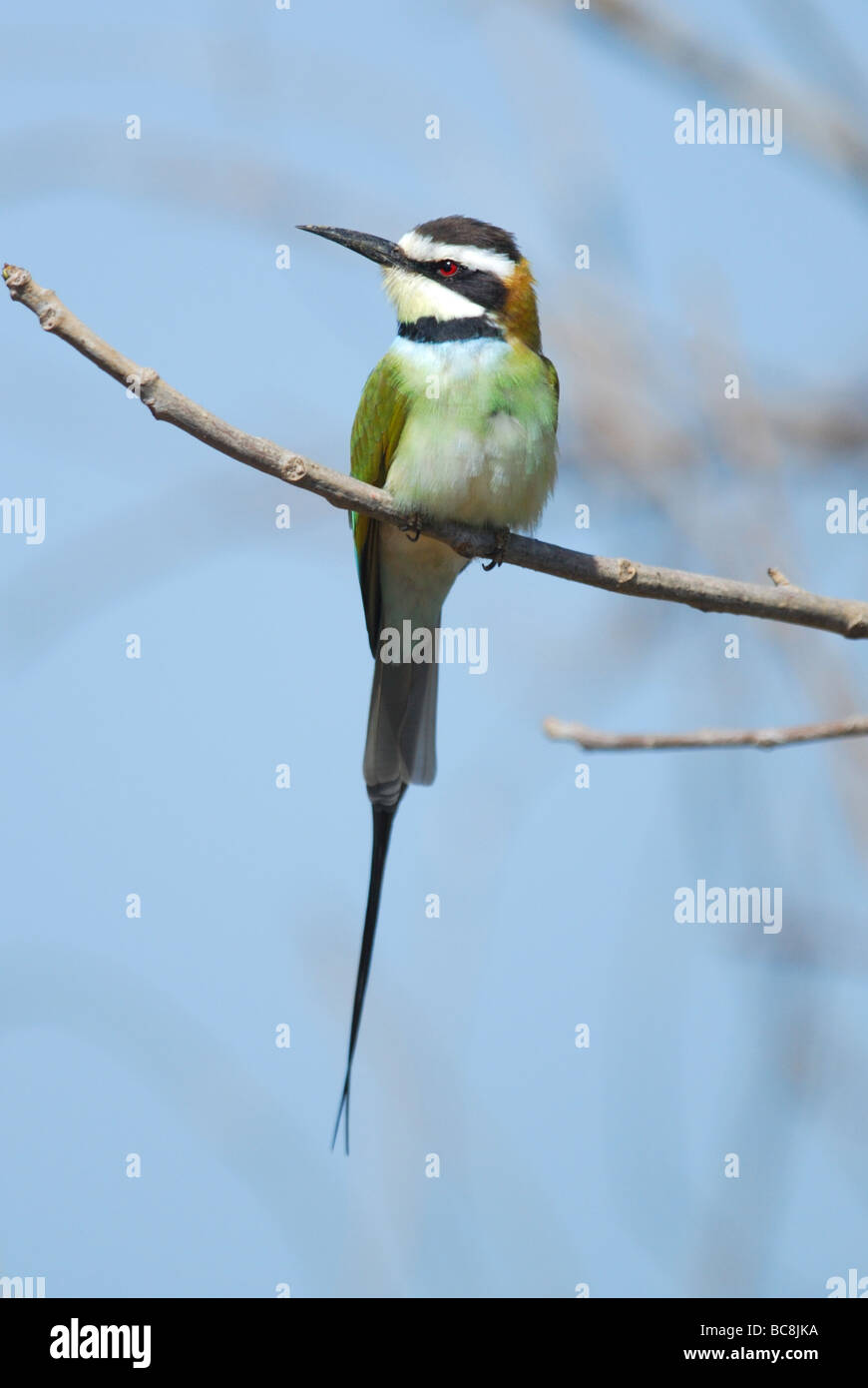 Male white-throated bee-eater in Bijilo Forest the Gambia Stock Photo