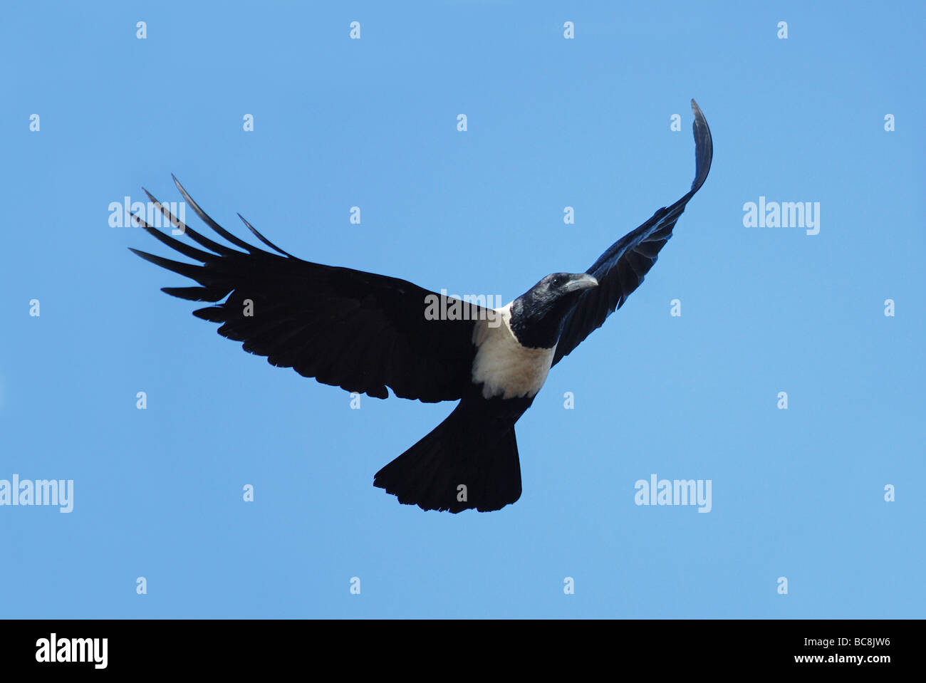 Pied Crow flying in the Gambia Stock Photo