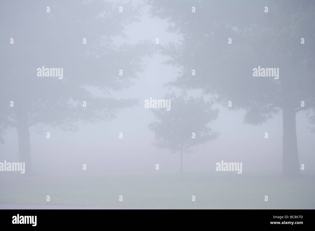 Trees shrouded in Fog Stock Photo - Alamy