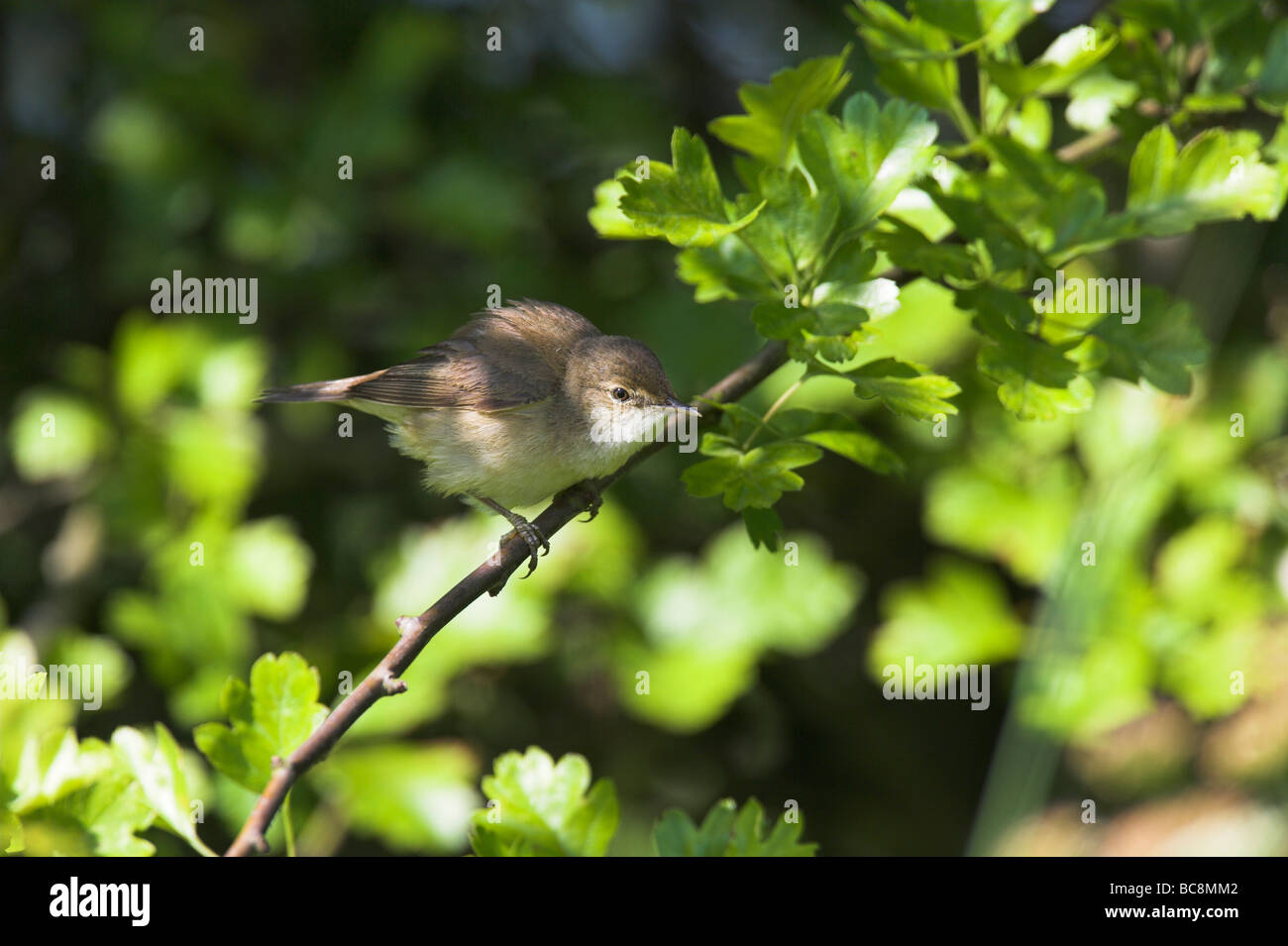 European Reed Warbler Acrocephalus scirpaceus perched in dense vegetation at Elmsley, Weston-Super-Mare, Somerset in June. Stock Photo
