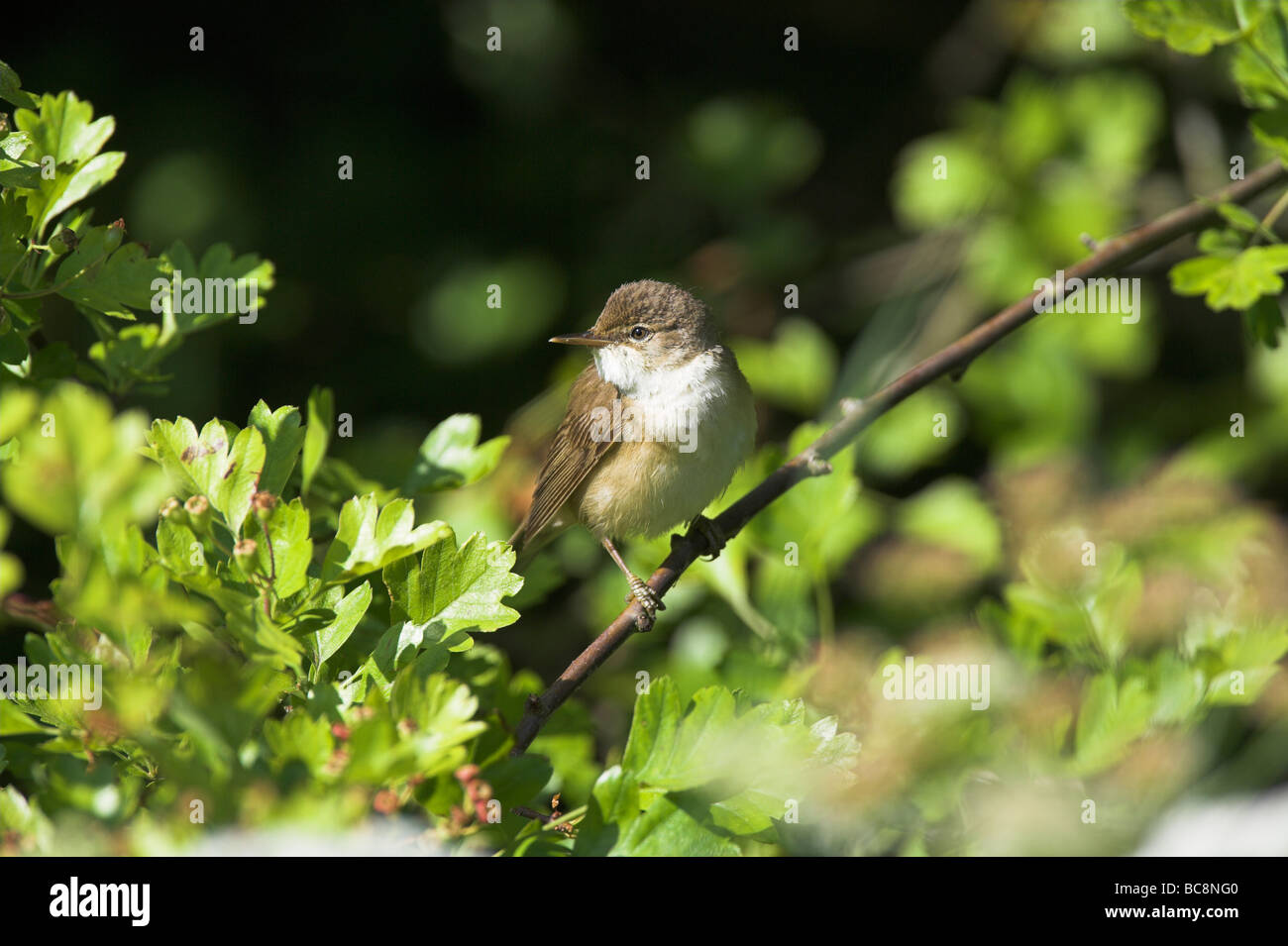 European Reed Warbler Acrocephalus scirpaceus perched in dense vegetation at Elmsley, Weston-Super-Mare, Somerset in June. Stock Photo