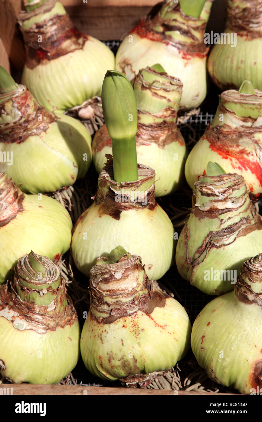 Amaryllis bulbs sprouting at the Flowermarket in Amsterdam The Netherlands Europe Stock Photo
