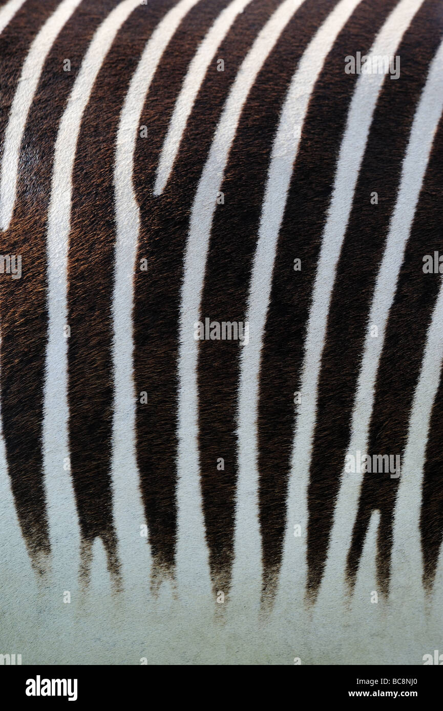 Zebra skin hires stock photography and images Alamy