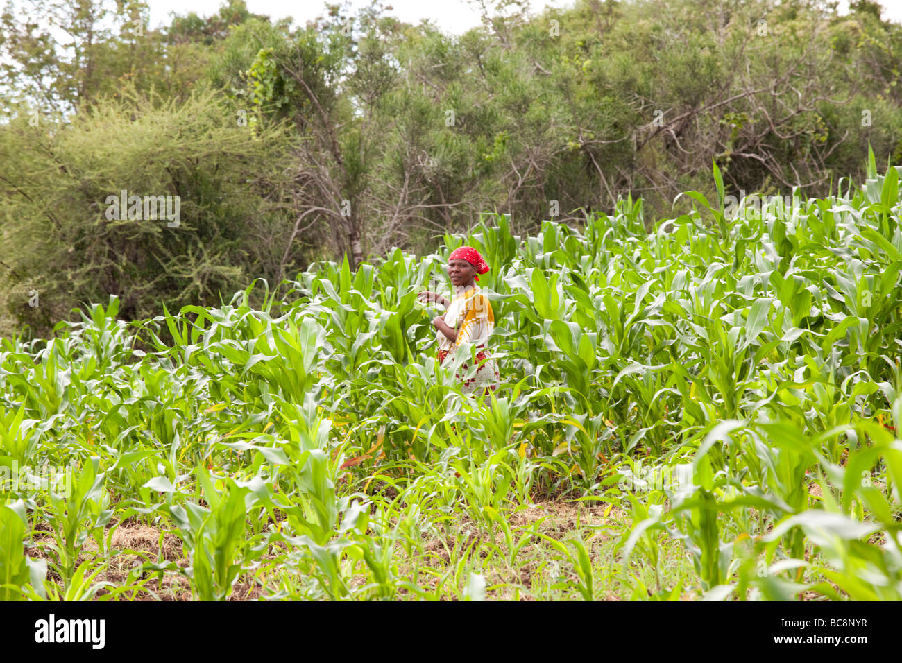 Female African farmer working in a field of Maize. Kikwe Village Arumeru District Arusha Tanzania Stock Photo