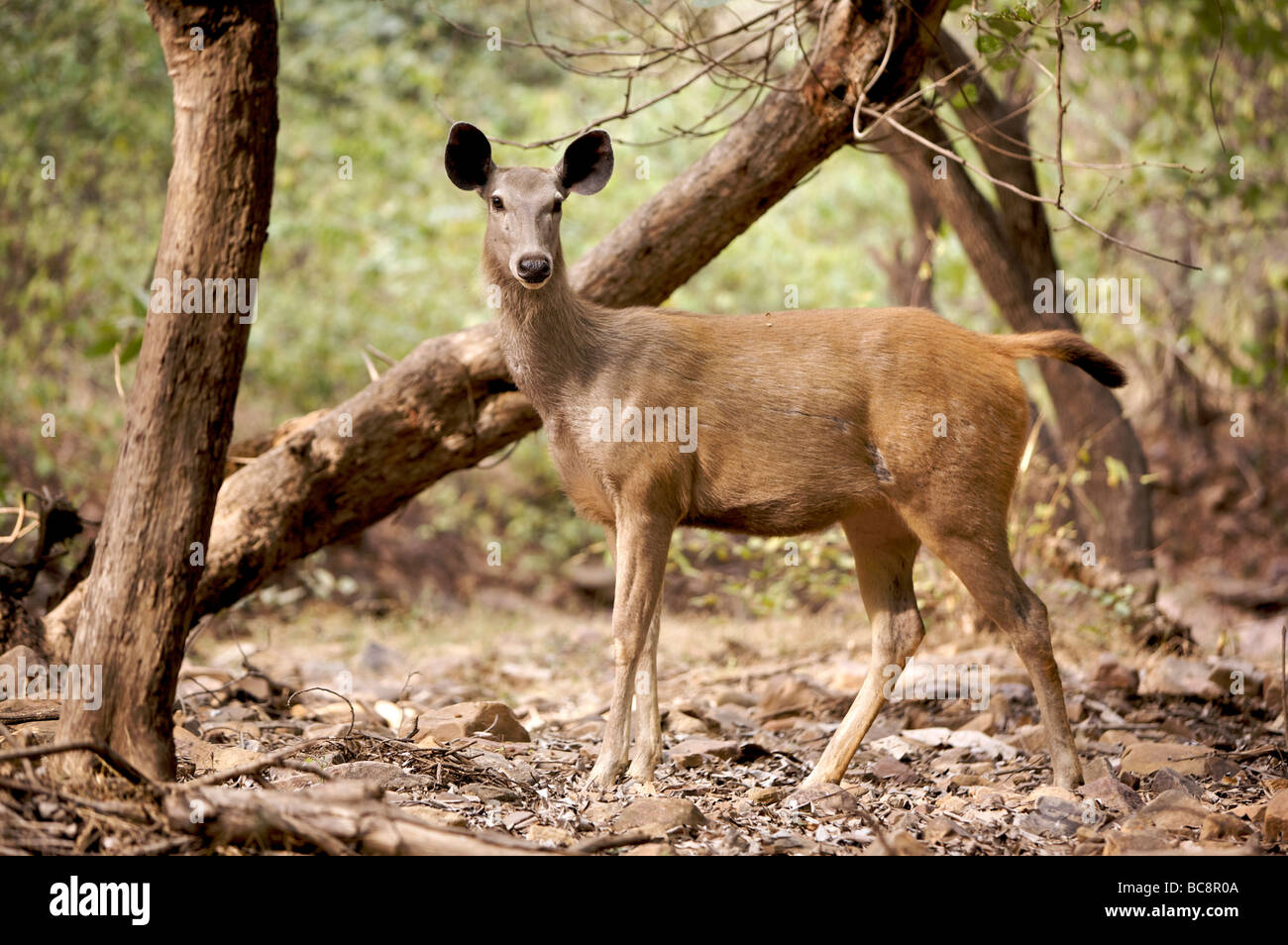 Sambar deer hi-res stock photography and images - Alamy