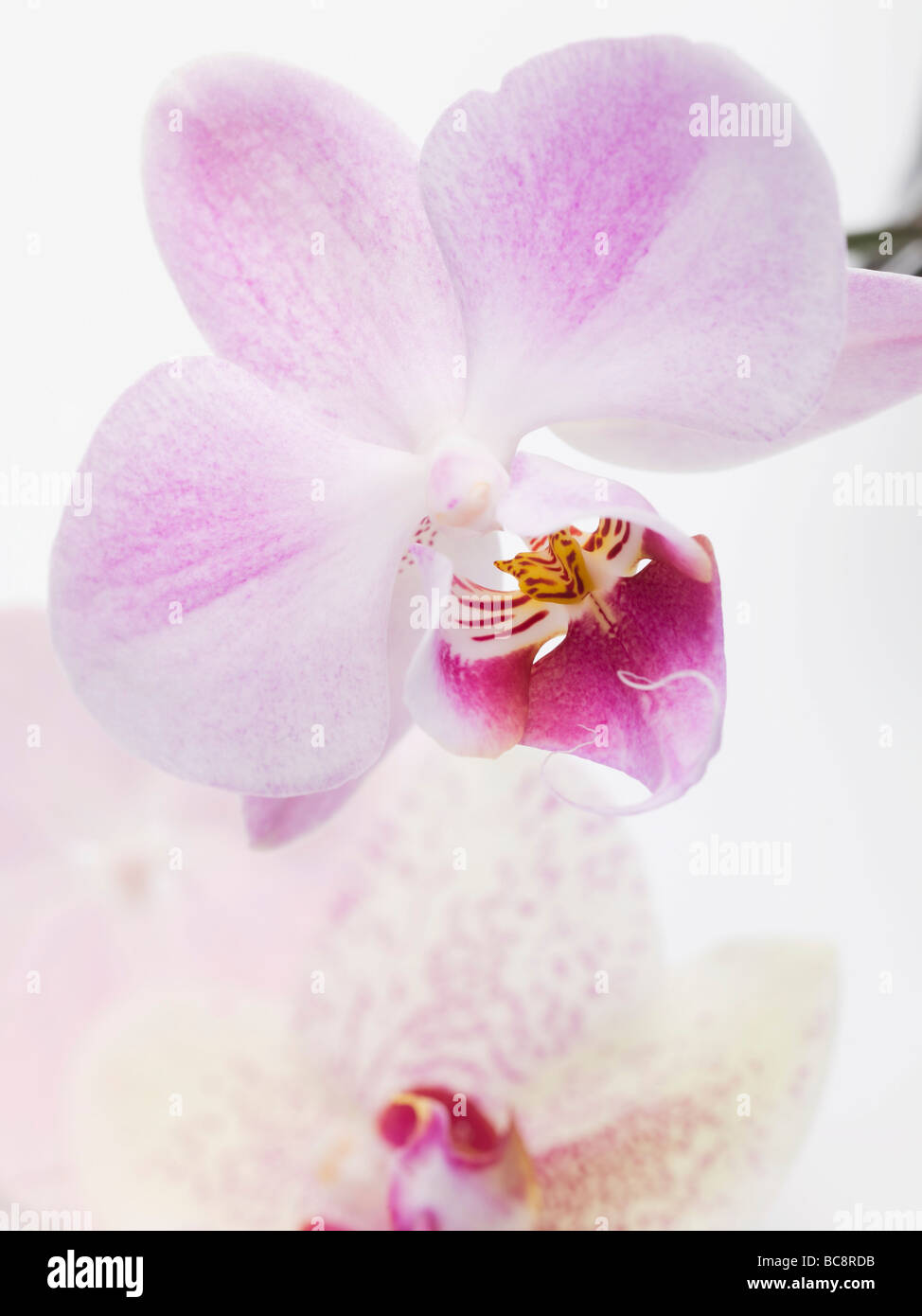 Pink orchid flowers hi-res stock photography and images - Alamy