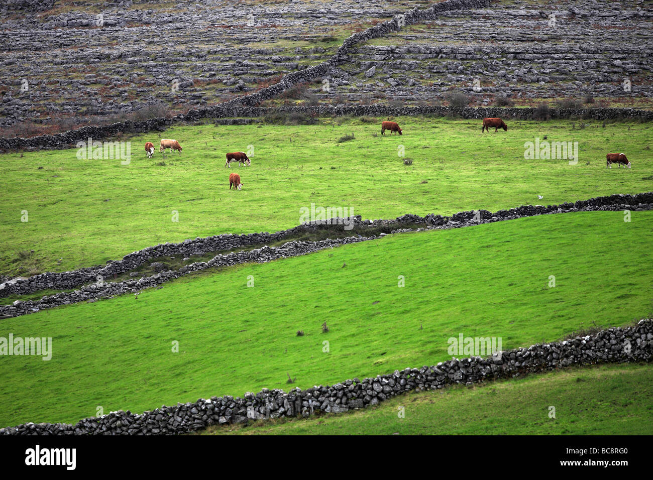 Green Pasture Stone Walls and Cattle Rural Landscape Ireland Stock Photo