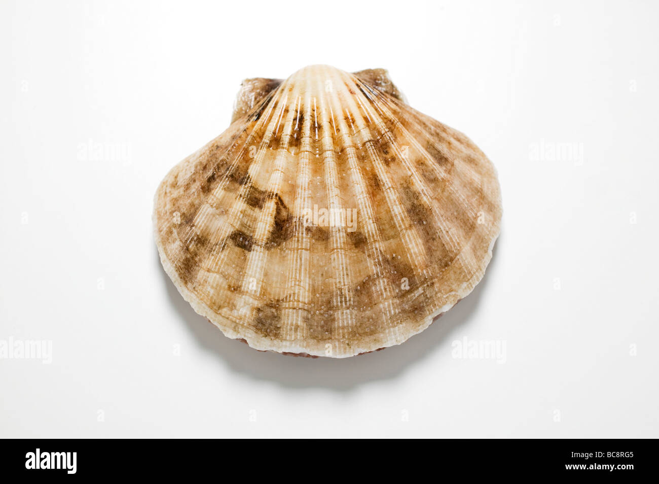 A scallop - Stock Photo