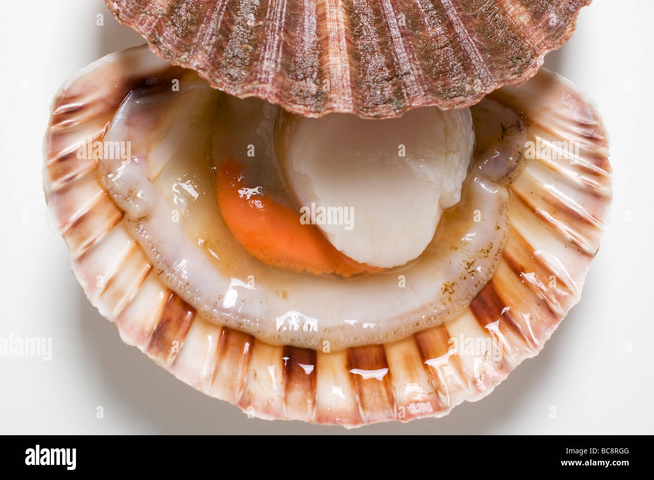 Scallop opened hi-res stock photography and images - Alamy