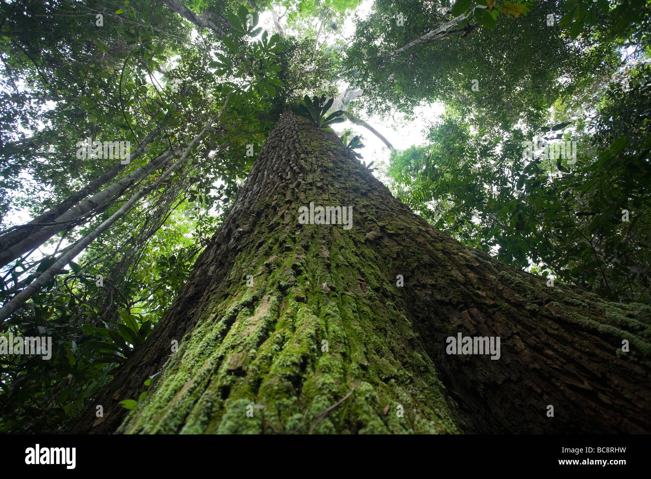 BRAZIL NUT TREE (Bertholletia excelsa) Iwokrama rainforest, Guyana