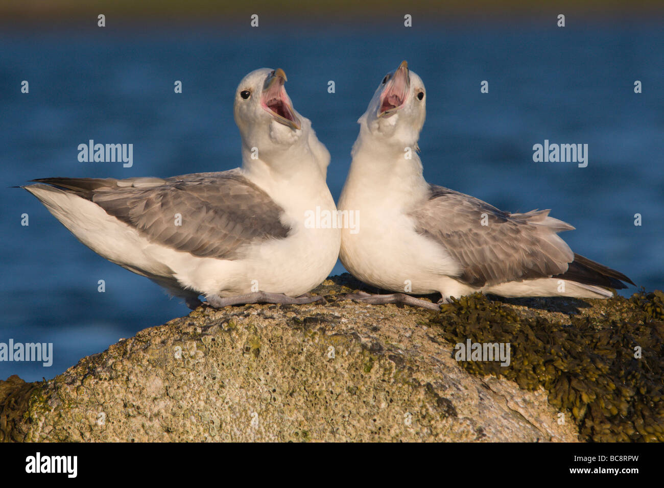 Fulmar Pair, Baltasound, Unst, Shetland Stock Photo
