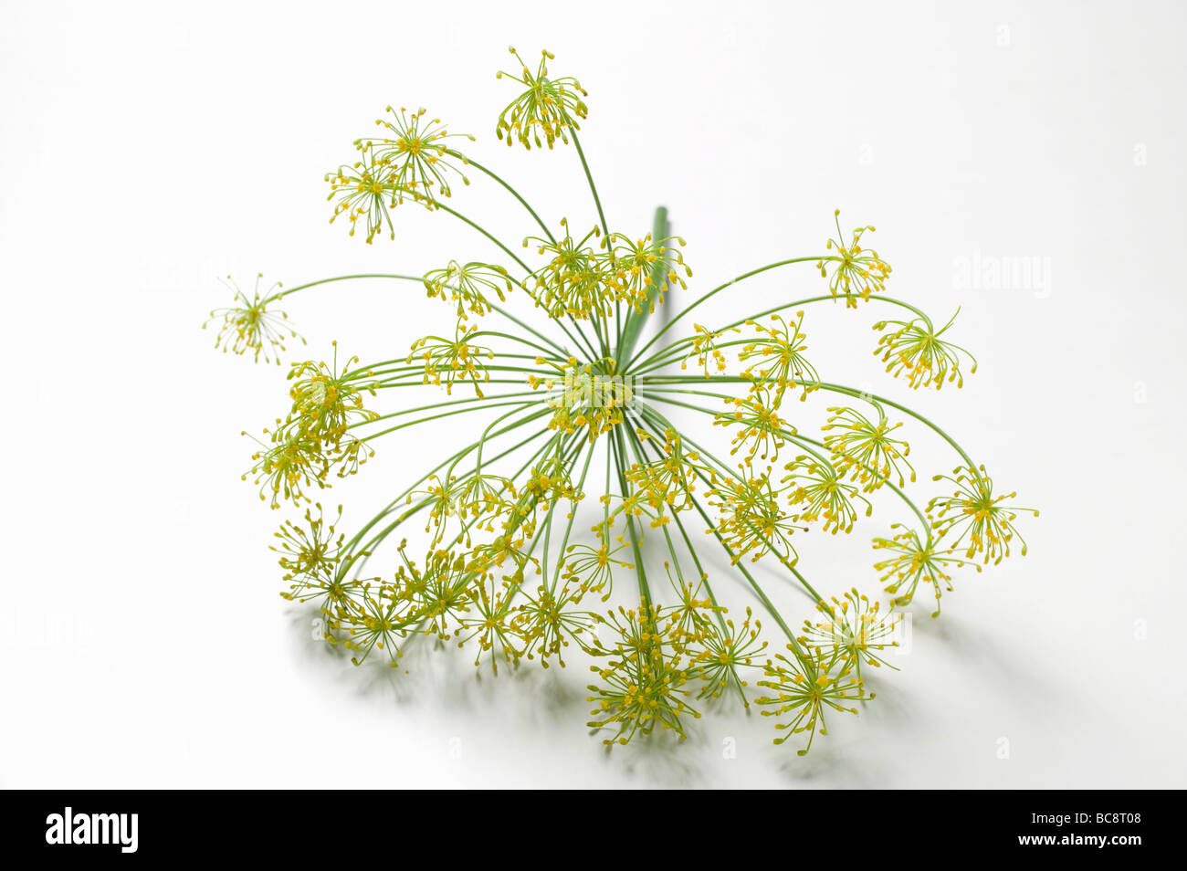 Dill flower head Stock Photo Alamy