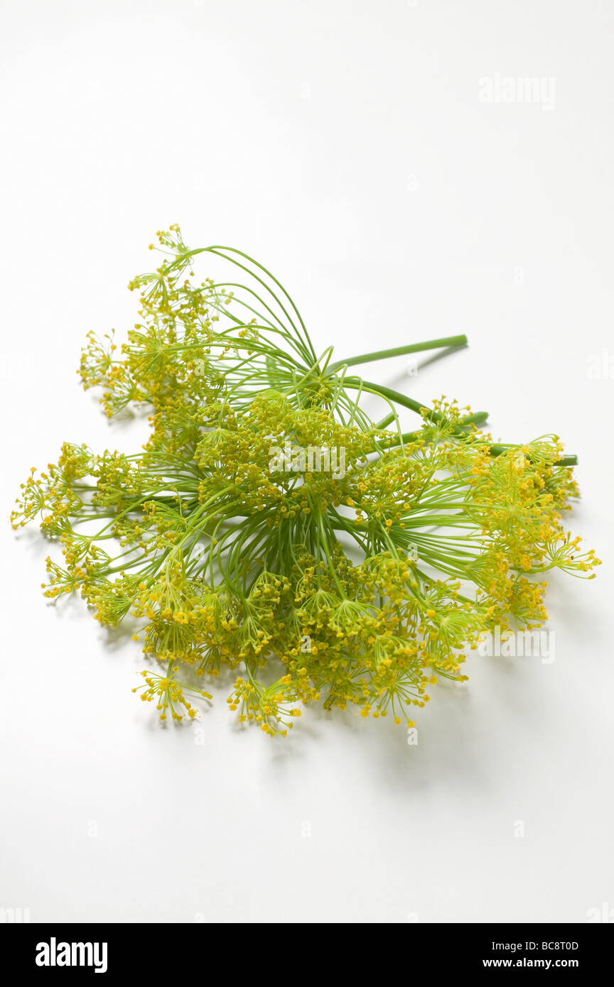 Dill flower heads Stock Photo Alamy
