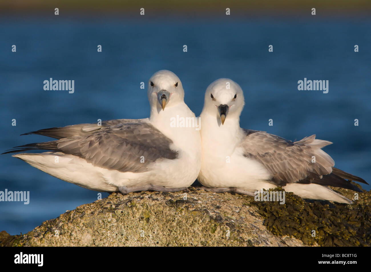 Fulmar Pair, Baltasound, Unst, Shetland Stock Photo