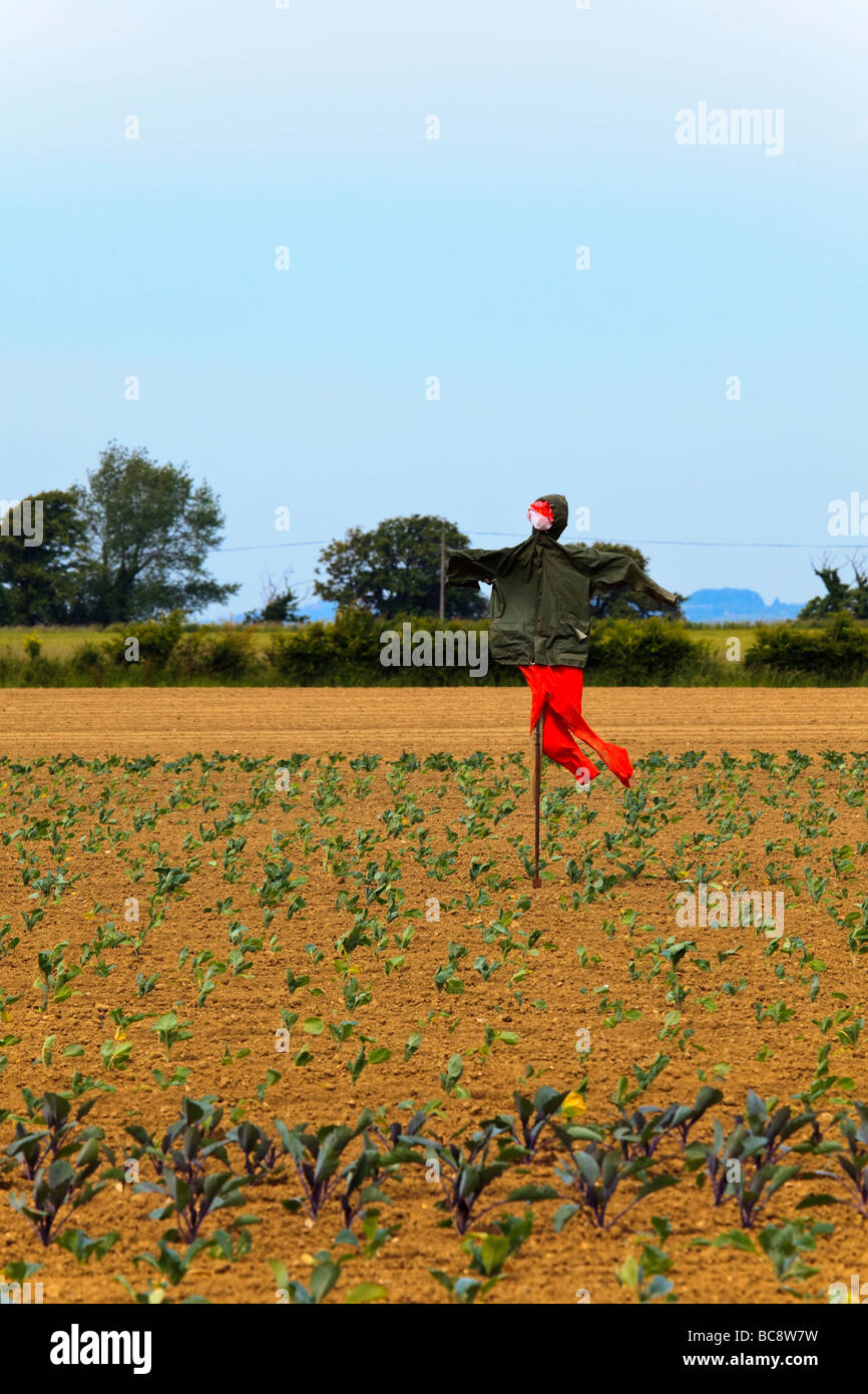 A Scarecrow watches over a crop of Cabbages near Chidham West Sussex UK Stock Photo