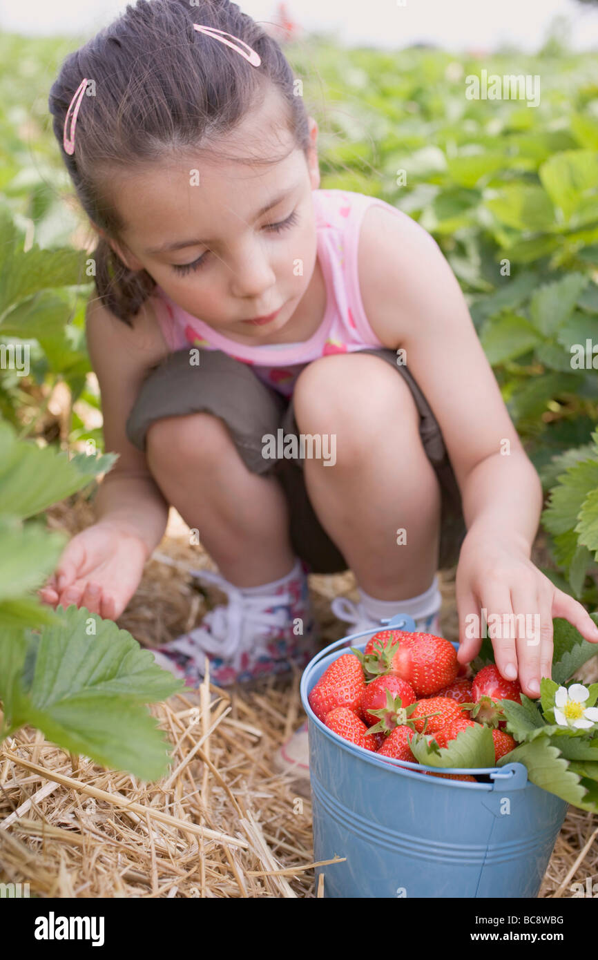 Little girl picking strawberries in strawberry field Stock Photo - Alamy