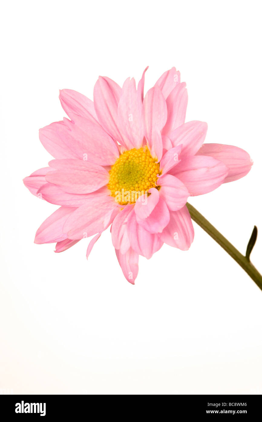 Daisy may refer to a flower of the family Asteraceae, especially the common daisy Bellis perennis. Stock Photo