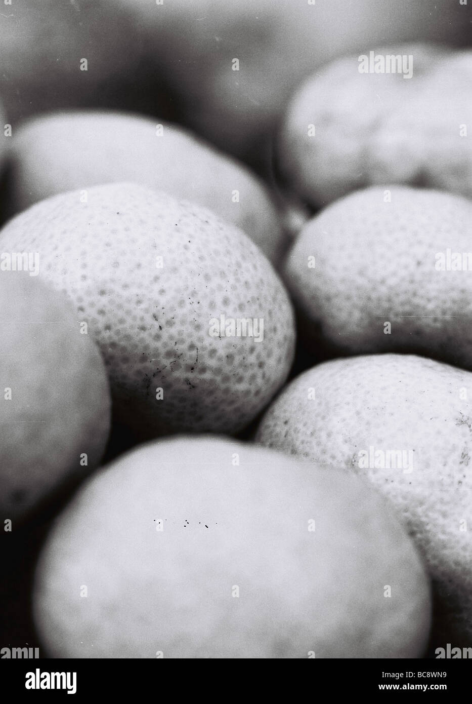 closer and graini look at mandarina orange Stock Photo
