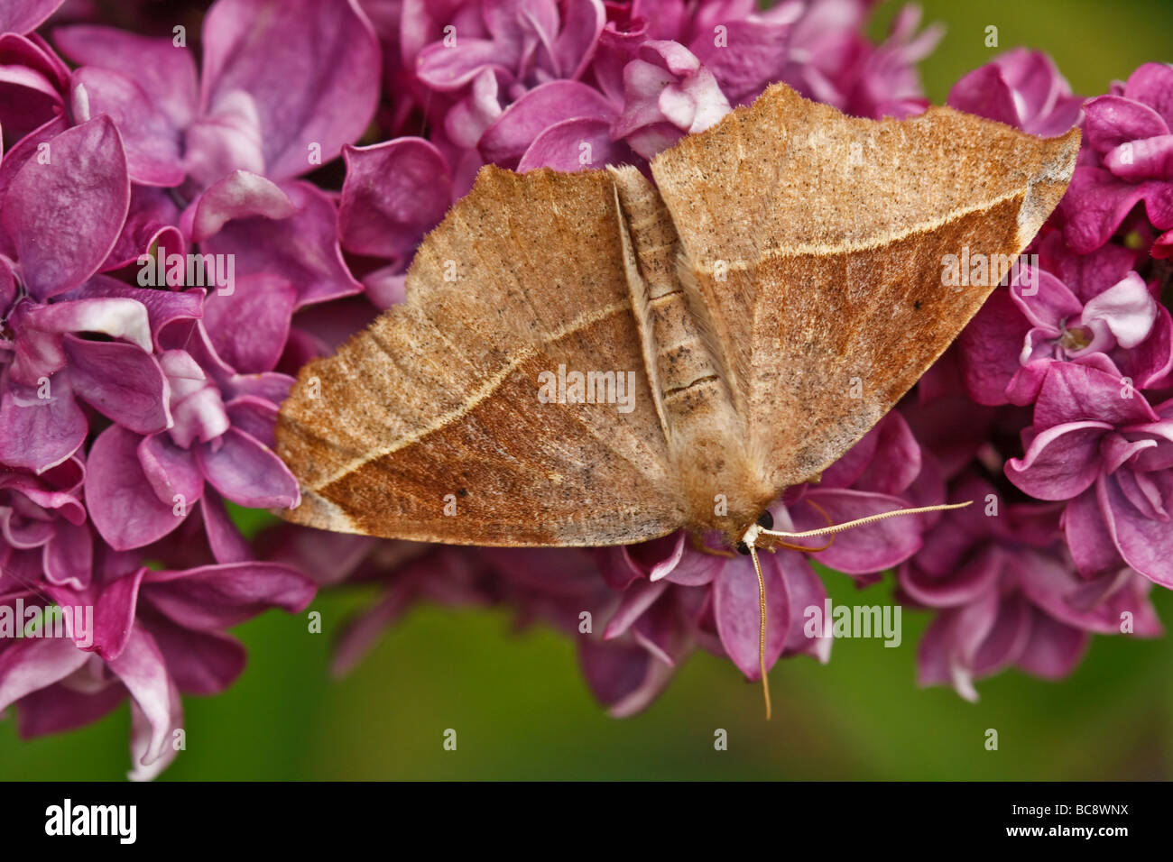 Moth feeding on Lilac nectar Stock Photo