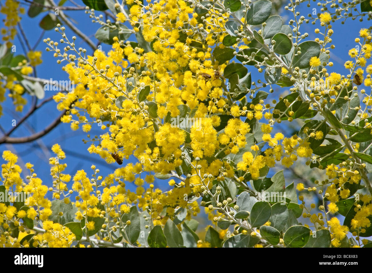 Acacia tree in bloom against blue sky Stock Photo Alamy