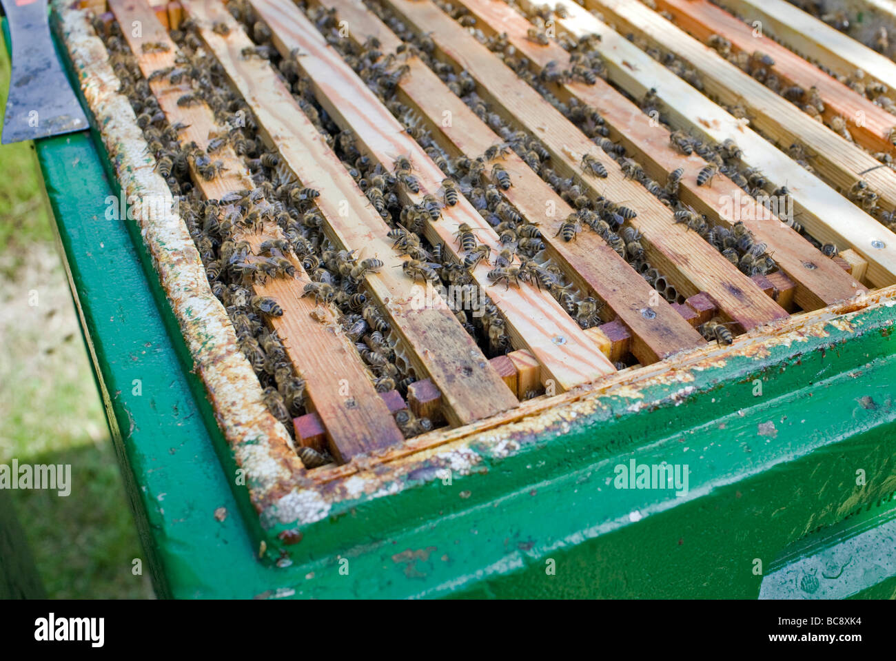 Bienen Auf Einer Bienenwabe Stock Photo Alamy