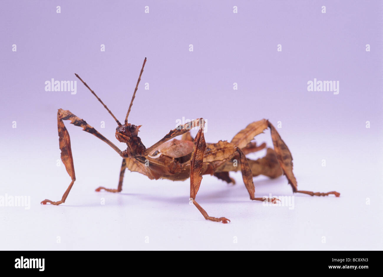 Giant Prickly Stick Insect, Extatasoma tiaratum, which is also known as  Macleay’s Spectre Stock Photo