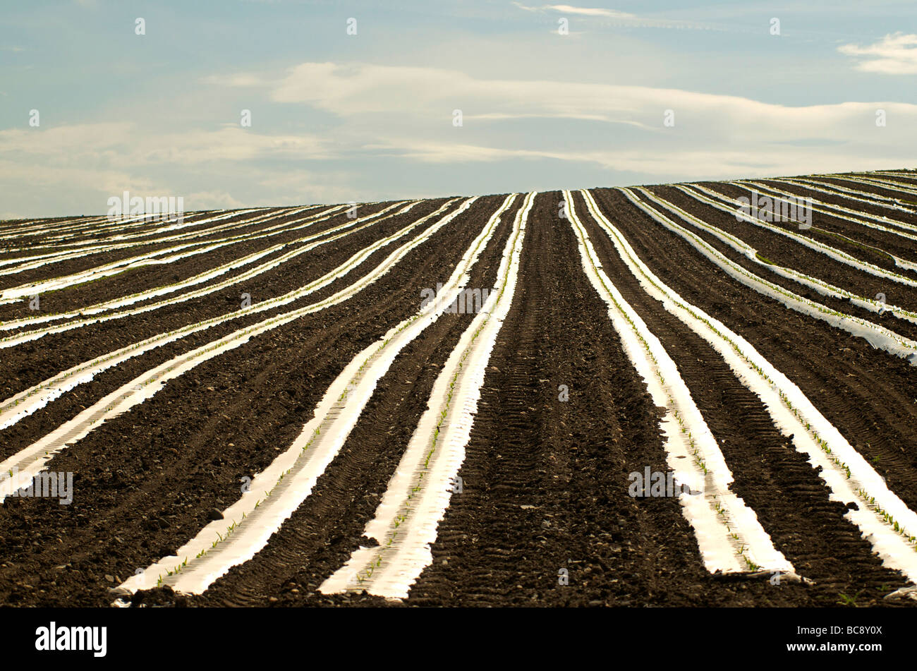 Plastic sheeting on young shoots in a field Stock Photo Alamy