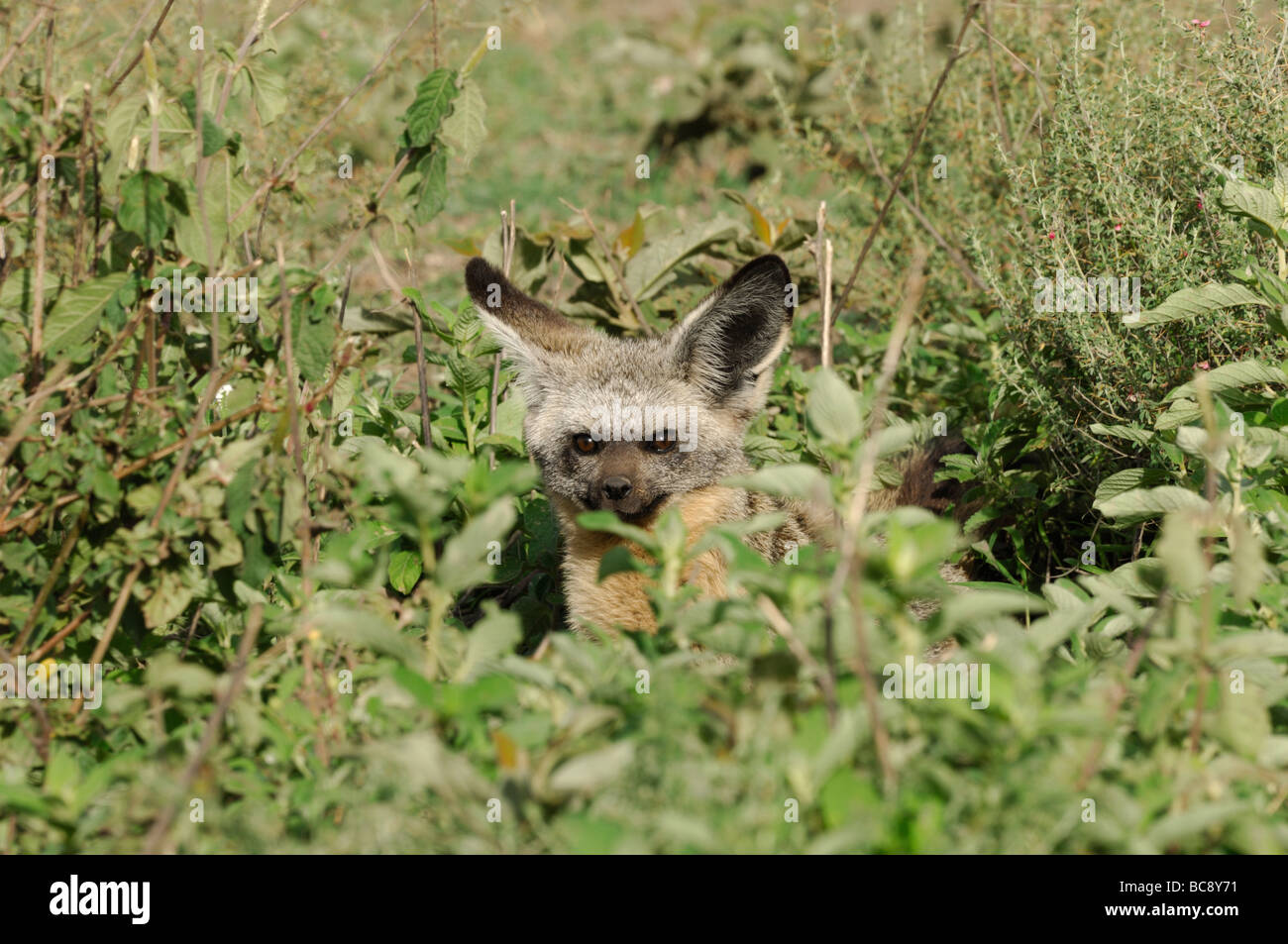 Stock photo of a bat-eared fox peering from behind brush, Ndutu, Ngorongoro Conservation Area, Tanzania, February 2009. Stock Photo