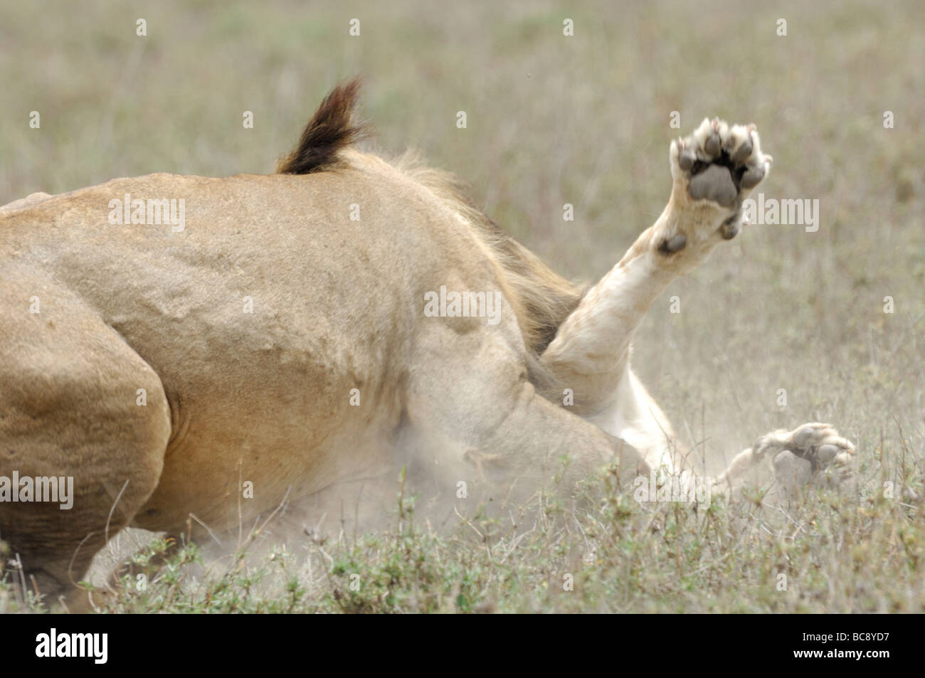 Stock photo of a large male lion attacking and killing a cub, Ndutu