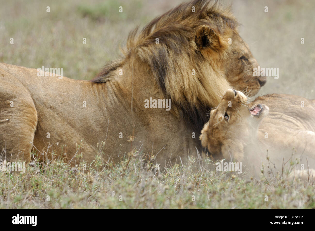 Stock photo of a large male lion attacking and killing a cub, Ndutu ...