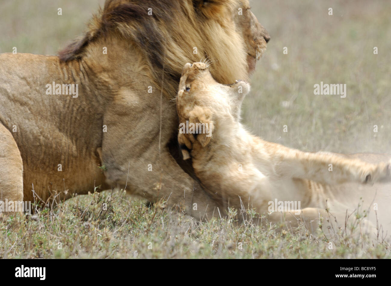 Lion attacking and killing cub hi-res stock photography and images - Alamy