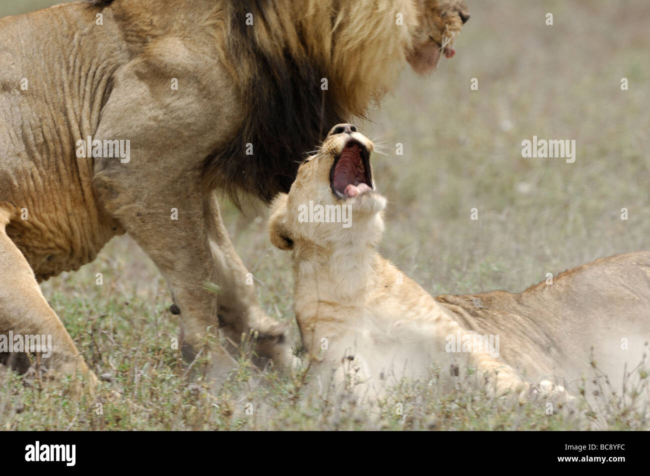 Lion attacking and killing cub hi-res stock photography and images - Alamy